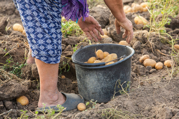 자료사진 - 감사수확하는 모습