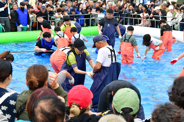 2024 죽변항 수산물축제 맨손 활어잡기